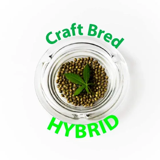 Craft Bred Hybrid product image: seeds and a leaf in a glass dish.