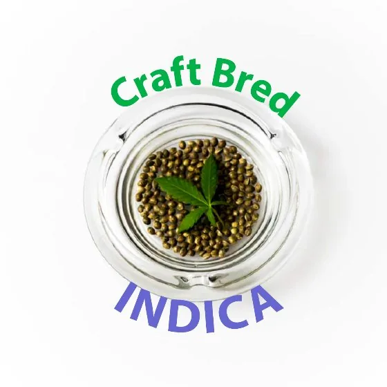 Craft Bred Indica product image: seeds and a leaf in a glass dish.